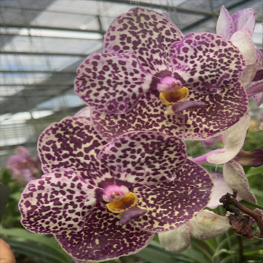 Vanda Orchid (Chaopraya x Kulvadee ) #10 Mature - Ready To Flower