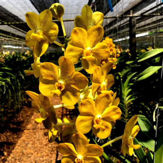 Vanda Orchid Plant - Charles Good Fellow x Mem Tieanchai Spot Mature