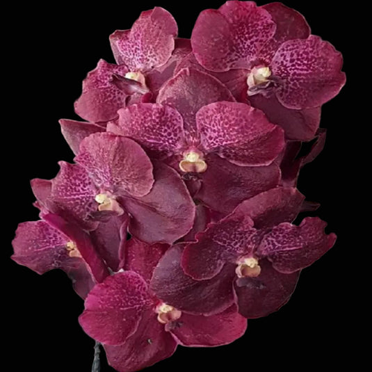 Vanda Orchid Dino Dream Mature - Ready To Flower