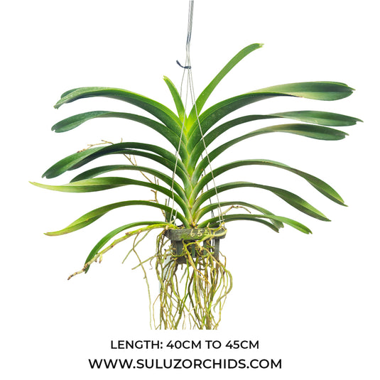 Vanda Orchid (Dr.Anek x Butterfly)#655 Mature - Ready To Flower