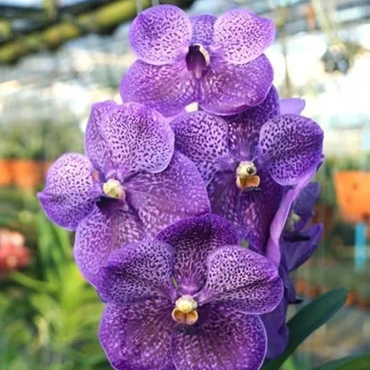 Vanda Orchid Plant - Gordon x Dr.Anek Mature