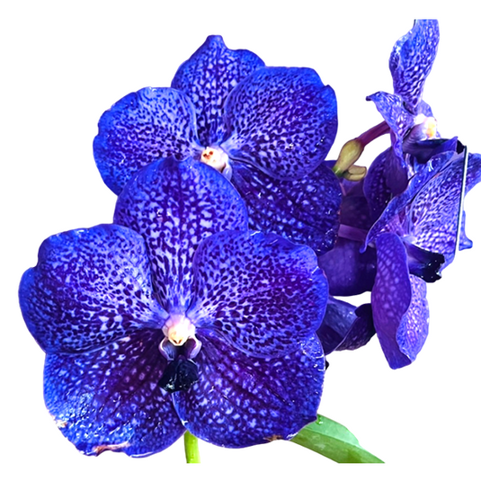 Vanda Orchid Plant - Dr.Anek x Kulthan Blue Mature