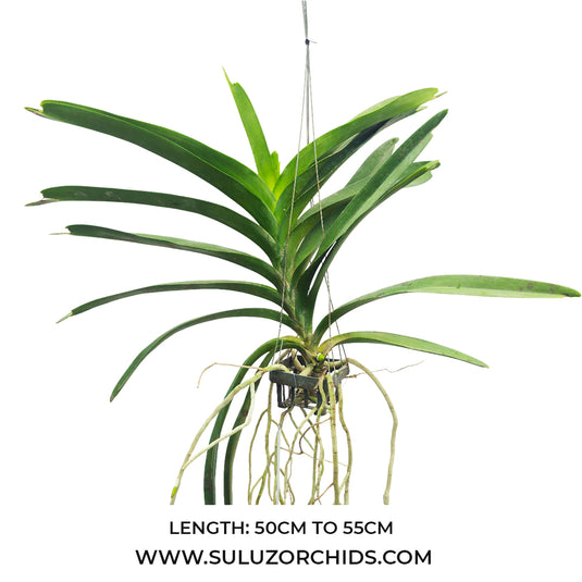 Vanda Orchid (Fuchs Harvest Moon x Dhong Chai Pulaswat)# 440 Mature - Ready To Flower