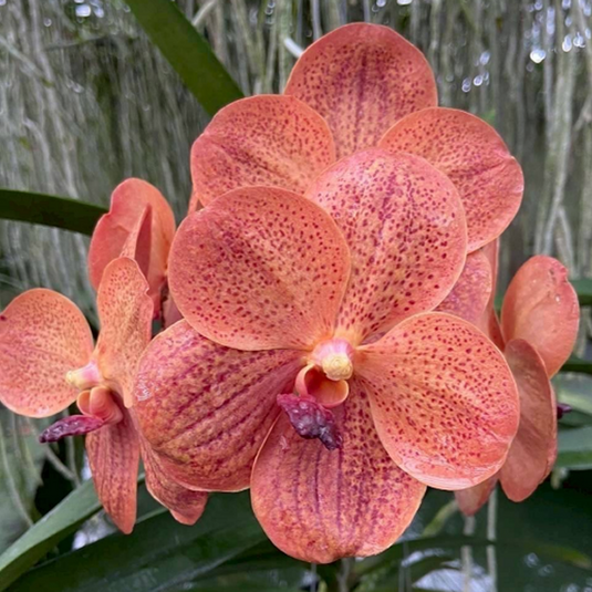 Vanda Orchid (Fuchs Harvest Moon x Dhongchai Pulsawat) #441 Mature - Ready To Flower