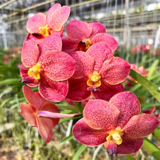 Vanda Orchid Fuchs Sunset x Dr Anek Mature - Ready To Flower