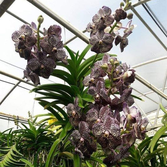 Vanda Orchid Plant - Gorden Dillion x Kulvadee Fragrance Mature