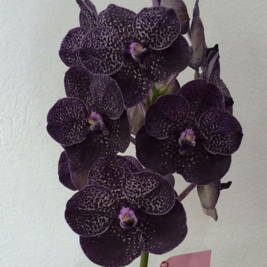 Vanda Orchid Plant - Gordon Dillion x Kulwadee Fragrance Black