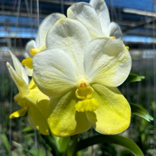 Vanda Orchid Honsilp Mature