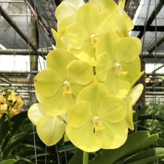 Vanda Orchid V.Jukkich Gold Mature - Ready To Flower