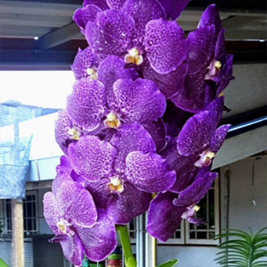Vanda Orchid V.Kultana Violet #96 Mature - Ready To Flower