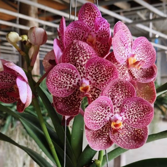 Vanda Orchid Kulvadee Fragrant # 332 Mature - Ready To Flower