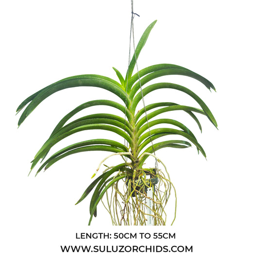 Vanda Orchid Kulvadee Fragrant # 708 Mature - Ready To Flower