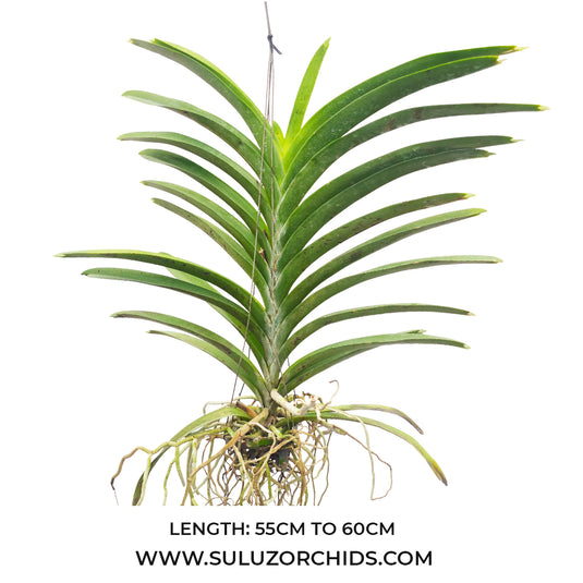 Vanda Orchid (Kulvadee Fragrant x Kasem Delight Blue) # 697 Mature - Ready To Flower