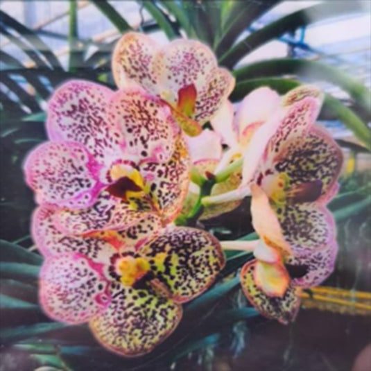 Vanda Orchid (Kulvadee Fragrant x Tubtim) #53 Mature - Ready To Flower