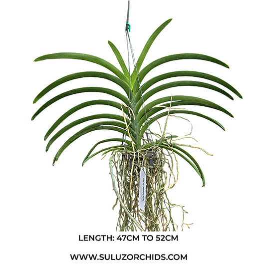 Vanda Orchid Kulwadee x Dr. Anek Mature
