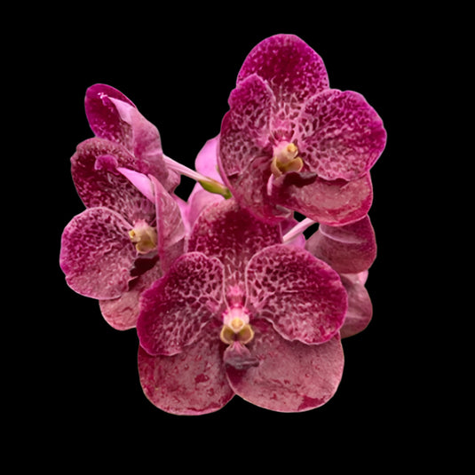 Vanda Orchid Kulwadee x Dr. Anek Mature