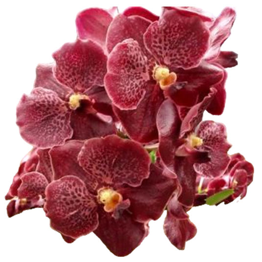 Vanda Orchid Plant - Majic Fancy #1413 Mature