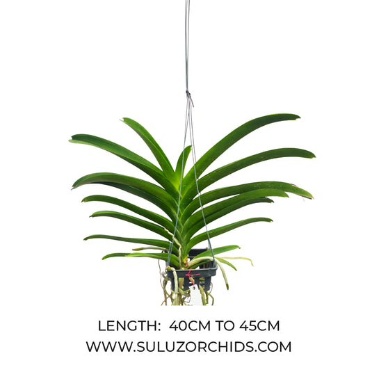 Vanda Orchid Mimi Palmar Hybrid Mature - Ready To Flower