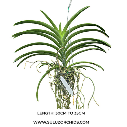 Vanda Orchid Mimi Palmar x Dr. Anek #526 Mature