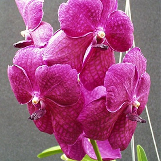 Vanda Orchid Plant - Mini Palmer x Vanda Dr. Anek Swb 480 Mature