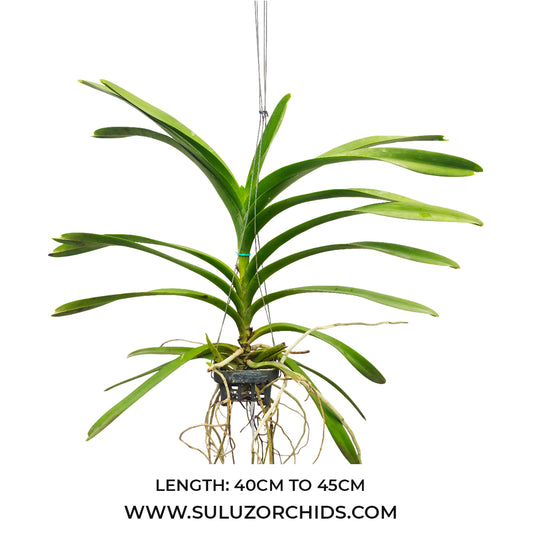 Vanda Orchid Nopporn Gold # 117 Mature - Ready To Flower