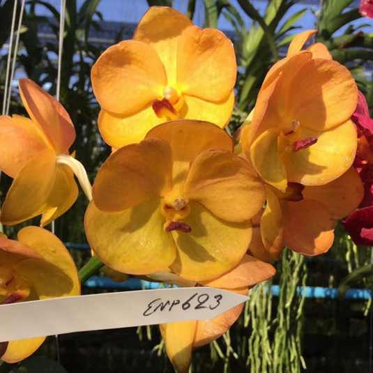 Vanda Orchid bright orange flower with vivid tones and bold appearance