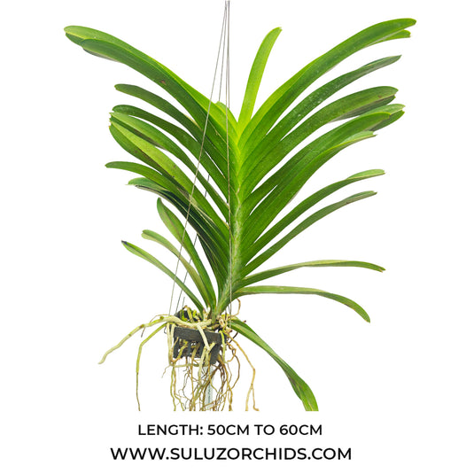 Vanda Orchid V.(Pakchong Blue x Kimigayo) # 656 Mature - Ready To Flower