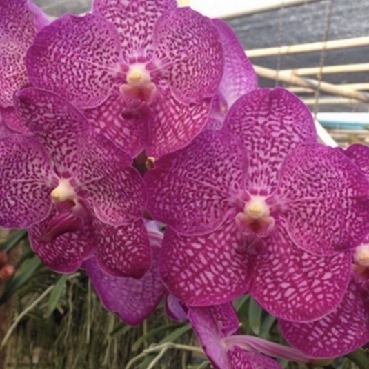 Vanda Orchid V.(Pakchong Blue x Kimigayo) # 656 Mature - Ready To Flower