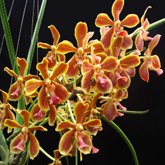 Vanda Orchid Paraphalaenopsis Labukensis x Vanda Memoria Thianchai Mature - Ready To Flower