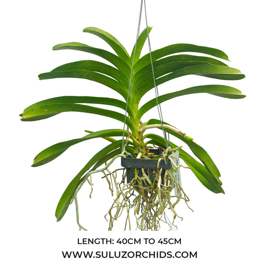 Vanda Orchid Perry Como #2( V.Kulwadee Fragrance x V. Thai Spot ) Mature - Ready To Flower