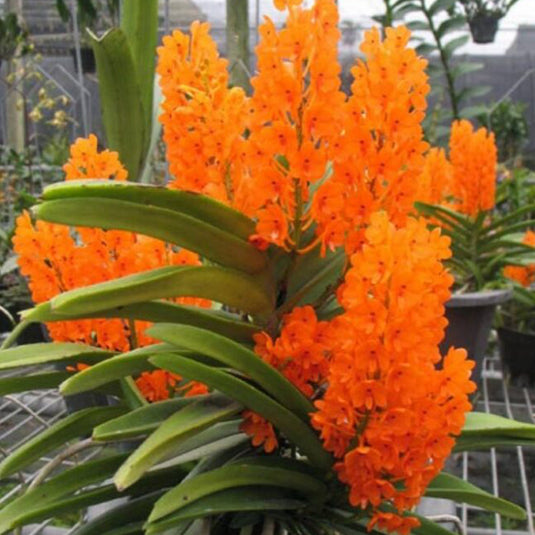 Vanda Orchid Plant - Asctm Ninnatum Mature