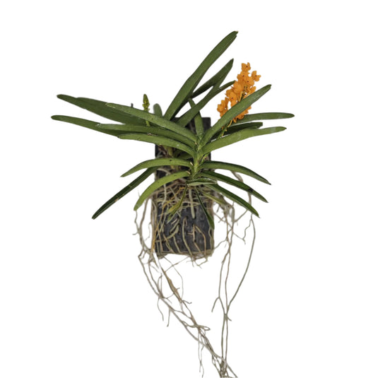 Vanda orchid Asctm Ninnatum mature plant with green foliage