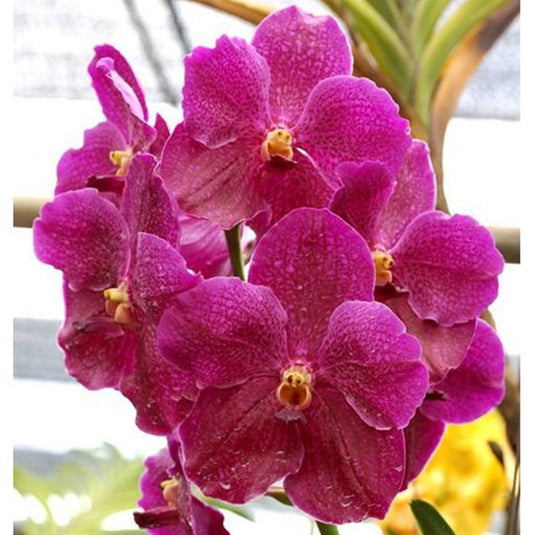 Vanda Orchid Plant -Dr. Anek x Similan Seedling