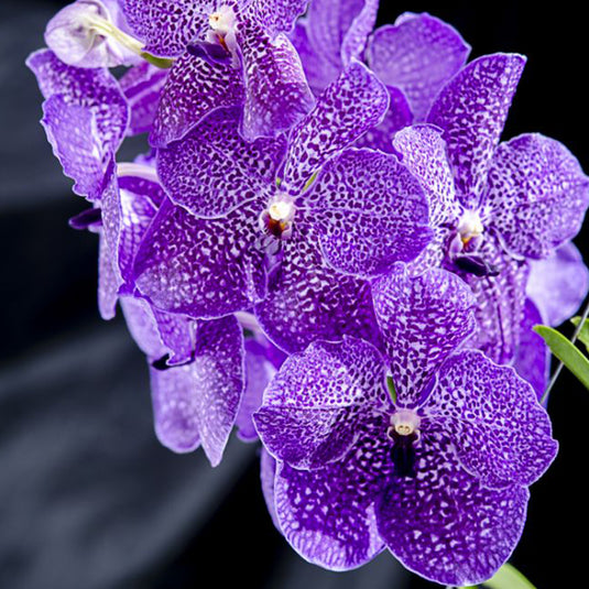 Vanda Orchid Plant - Dr Anek - Gordon Dillion Blue