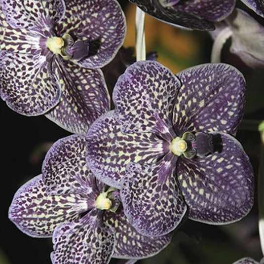 Vanda Orchid Plant - Gordon Dillion Mature
