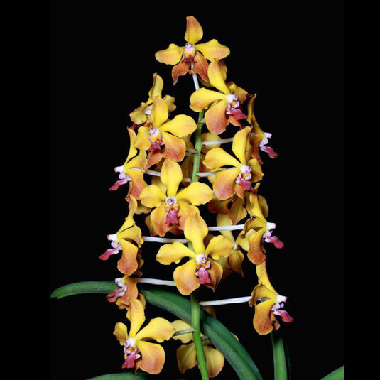 Vanda Orchid Plant - V M V Tannins Mature