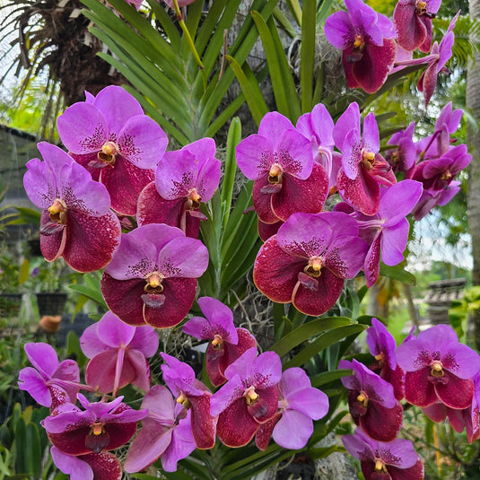Vanda Orchid Plant - Taweesuksa - Jindawat No2