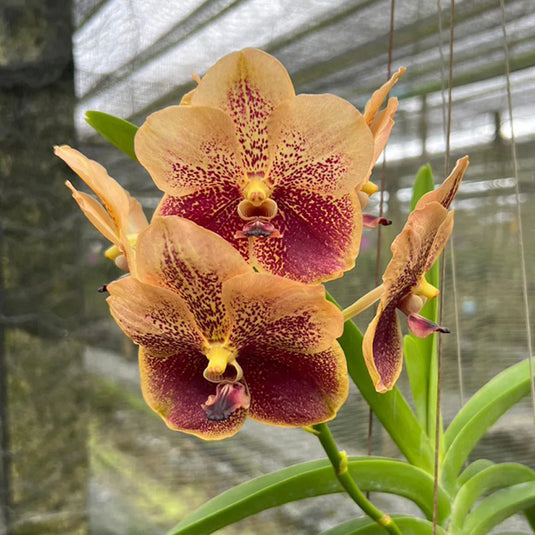 Vanda Orchid Plant - Thaweesuka _ Vivan Sankaanmphang Orange No2
