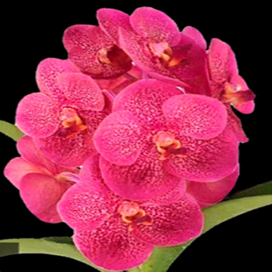 Vanda Orchid Uraiwan Belle pink patterned flower