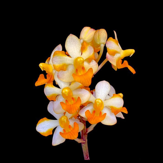 Vanda Orchid Plant - Vandaenopsis Pulcherrimin