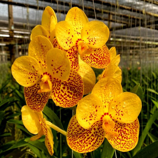 Vanda Orchid Plant - Rasri Gold x Thai Spot Mature