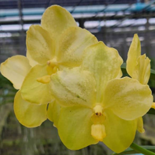 Vanda Orchid (Prapathom Gold x Thailand ) Mature - Ready To Flower