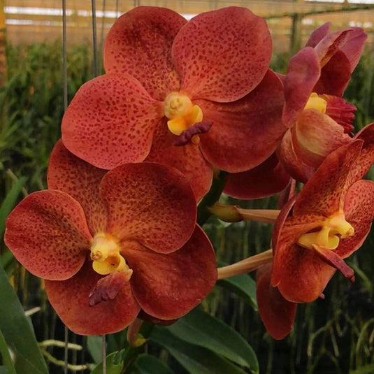 Vanda Orchid Plant - Predo Bonetti Seedling
