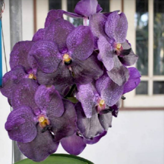 Vanda Orchid Pure's Wax Blue #99 Mature - Ready To Flower