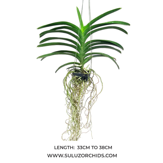 Vanda Orchid Pure's Wax Blue #99 Mature - Ready To Flower