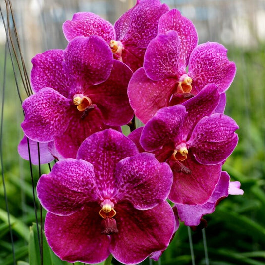 Vanda Orchid Plant - Pure's Wax Pink Seedling