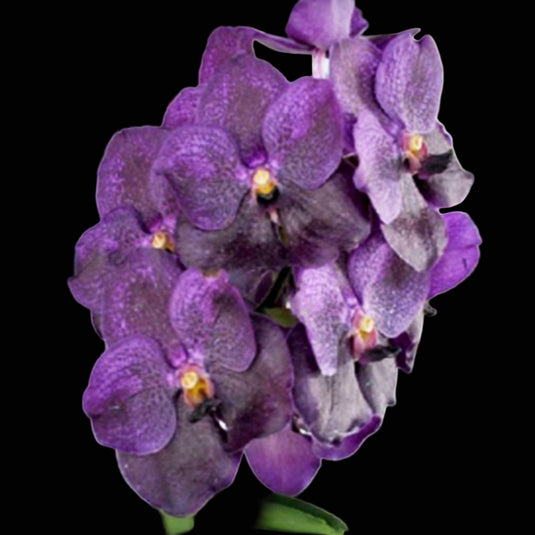 Vanda Orchid Pure's Wax Blue #99- Ready To Flower