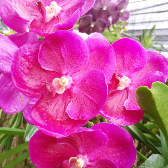 Vanda Orchid V.Pure's Wax Pink 'Ple' Mature - Ready To Flower