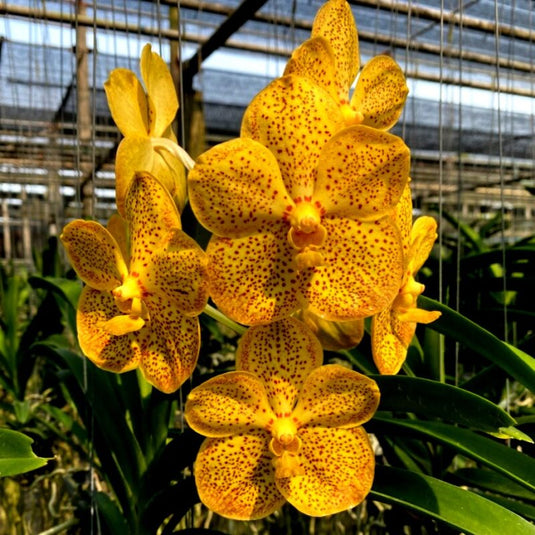 Vanda Orchid Plant - Rasri Gold x Suksamran Spot Mature