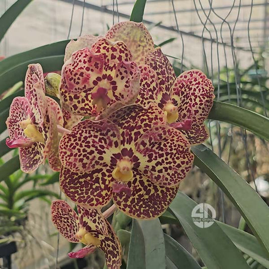 Vanda Orchid Plant - Razarudin Husain Mature